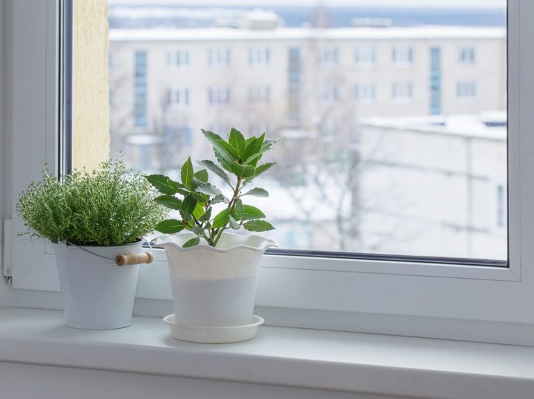 窓辺の植物